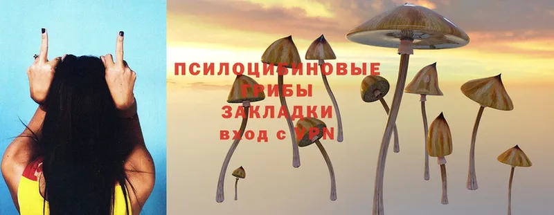 площадка формула  Вязники  Псилоцибиновые грибы MAGIC MUSHROOMS 